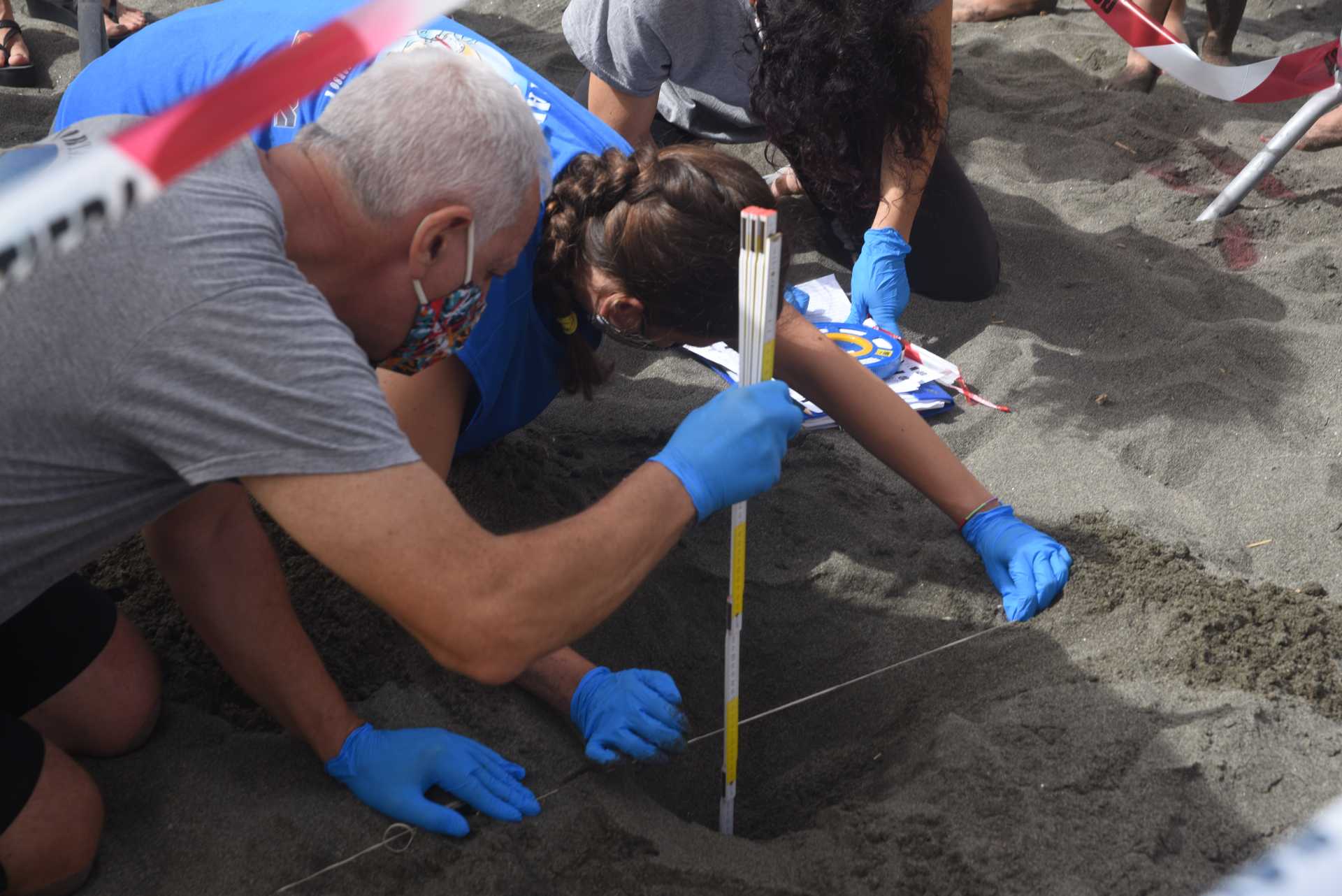 Una tartaruga marina deposita le sue uova a Ostia